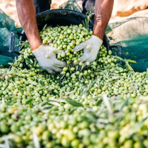 Olio, raccolta in anticipo come la vendemmia: produzione a -20%, ma buona qualit&agrave; (stime Federolio)
