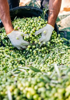 Olio, raccolta in anticipo come la vendemmia: produzione a -20%, ma buona qualit&agrave; (stime Federolio)
