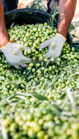 Olio, raccolta in anticipo come la vendemmia: produzione a -20%, ma buona qualit&agrave; (stime Federolio)