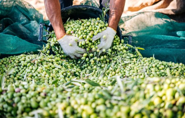 AIFO, CAMBIAMENTO CLIMATICO, FEDEROLIO, LOGISTICA, OLIO ITALIANO, OLIVE, OLIVICOLTURA, RACCOLTA OLIVE, Non Solo Vino