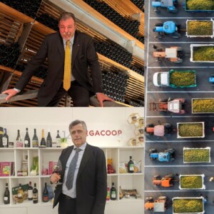 Gestione della produzione, calo dei consumi, export e valori: la visione delle cooperative del vino