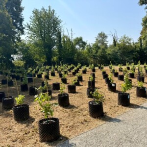 La vite come percorso di cura in Ospedale: ad Orbassano inaugurata la vigna terapeutica &ldquo;Riv&igrave;tere&rdquo;
