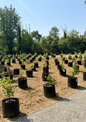 La vite come percorso di cura in ospedale: ad Orbassano inaugurata la vigna terapeutica &ldquo;Riv&igrave;tere&rdquo;