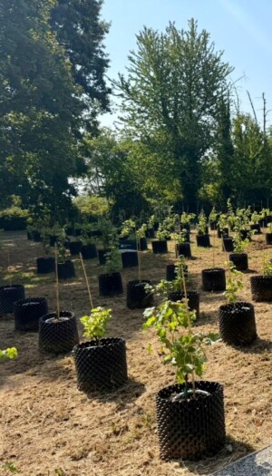 La vite come percorso di cura in Ospedale: ad Orbassano inaugurata la vigna terapeutica &ldquo;Riv&igrave;tere&rdquo;