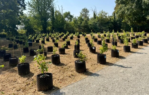 Vine as healthcare path in hospital: in Orbassano, therapeutic vineyard Rivìtere was inaugurate