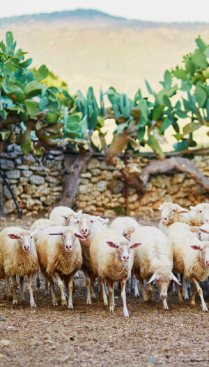 Il Distretto Sardegna Bio &egrave; stato premiato come il migliore d&rsquo;Europa