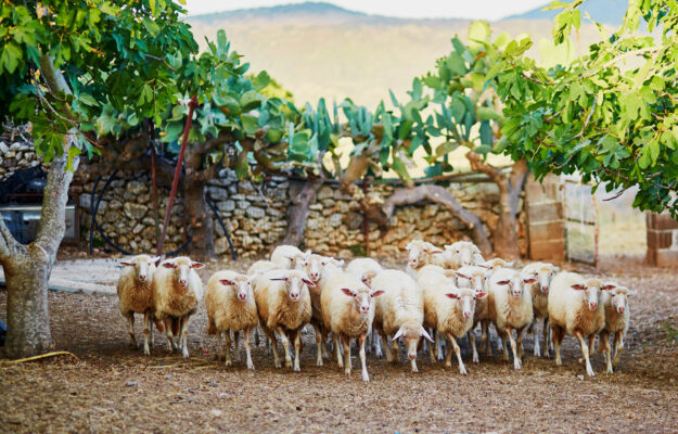 BIOLOGICO, DISTRETTO SARDEGNA BIO, SARDEGNA, UE, Non Solo Vino