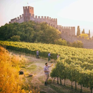 &ldquo;Soave, great now, great later&rdquo;: il &ldquo;Manifesto programmatico&rdquo; del vino bianco pi&ugrave; famoso del Veneto