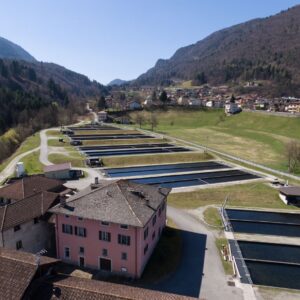 Acquacoltura in allarme: caldo e siccit&agrave; mettono a rischio le produzioni di trote (-15%) e storioni