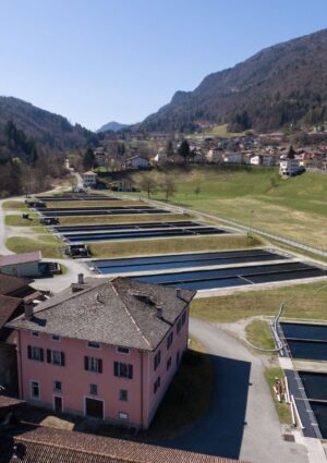 Acquacoltura in allarme: caldo e siccit&agrave; mettono a rischio le produzioni di trote (-15%) e storioni