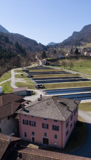 Acquacoltura in allarme: caldo e siccit&agrave; mettono a rischio le produzioni di trote (-15%) e storioni