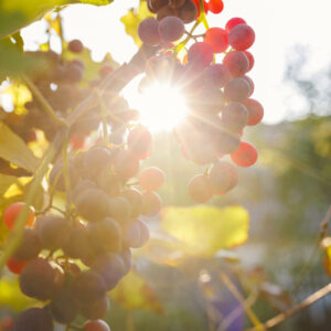 Climate change e vino, &ldquo;la vera sfida sar&agrave; cambiare senza perdere l&rsquo;identit&agrave;&rdquo;