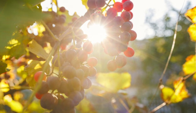 Climate change e vino, &ldquo;la vera sfida sar&agrave; cambiare senza perdere l&rsquo;identit&agrave;&rdquo;