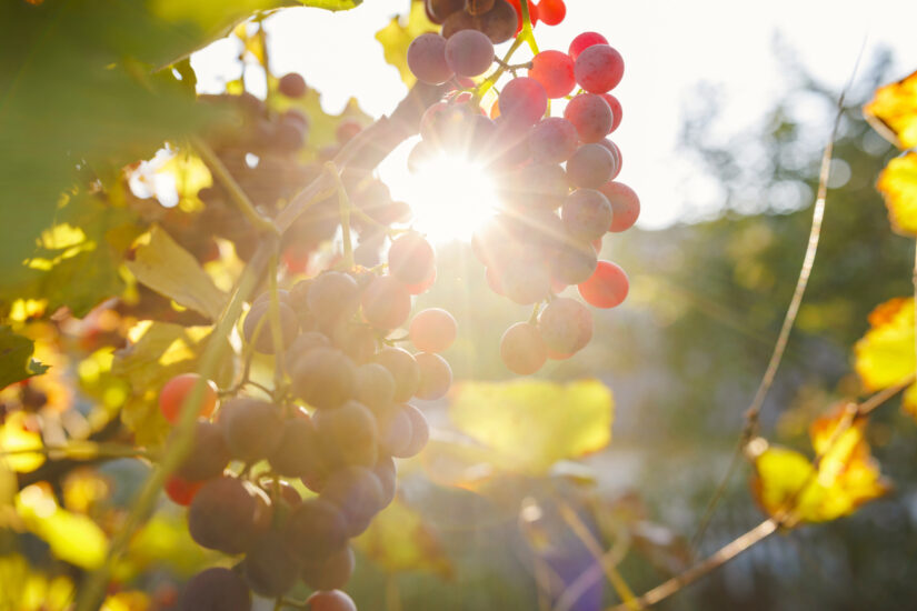 Climate change, vino e identità secondo Enosis Meraviglia