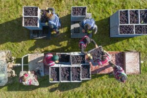 Anche in Inghilterra il clima ed il caldo portano ad una vendemmia 2026 in anticipo record