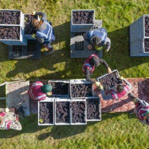 Anche in Inghilterra il clima ed il caldo portano ad una vendemmia 2026 in anticipo record
