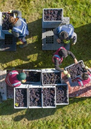 Anche in Inghilterra il clima ed il caldo portano ad una vendemmia 2026 in anticipo record