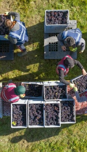 Anche in Inghilterra il clima ed il caldo portano ad una vendemmia 2026 in anticipo record