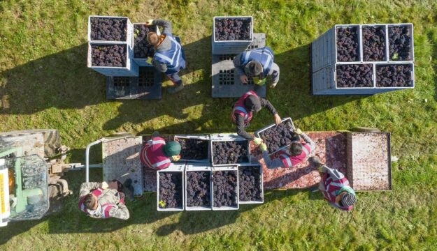 Anche in Inghilterra il clima ed il caldo portano ad una vendemmia 2026 in anticipo record