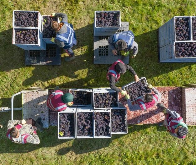 Anche in Inghilterra il clima ed il caldo portano ad una vendemmia 2026 in anticipo record