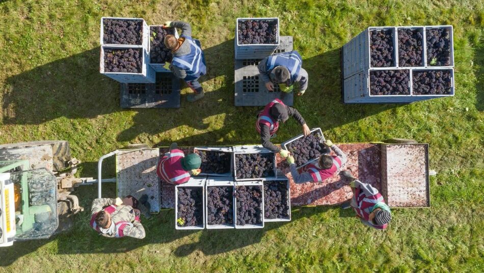Vendemmia in anticipo record anche in Uk (ph: Facebook/Nyetimber Wines)