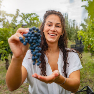 Scambio gratuito di manodopera per la vendemmia, il Veneto procede unito guardando al Trentino