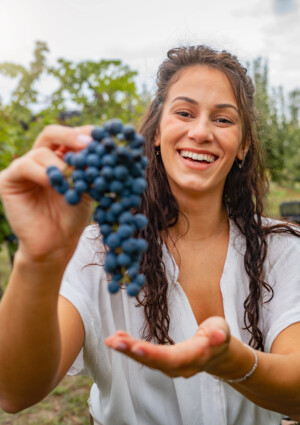 Scambio gratuito di manodopera per la vendemmia, il Veneto procede unito guardando al Trentino