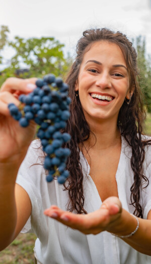 Scambio gratuito di manodopera per la vendemmia, il Veneto procede unito guardando al Trentino