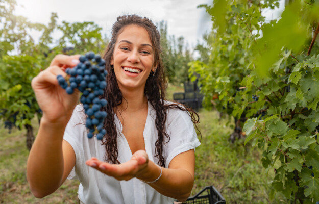 GANZEGA, MANODOPERA, PROVINCIA AUTONOMA DI TRENTO, REGIONE VENETO, VENDEMMIA, Italia