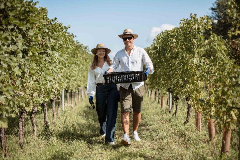 “Harvest Experience” nei vigneti di Amarone della Valpolicella della cantina Buglioni