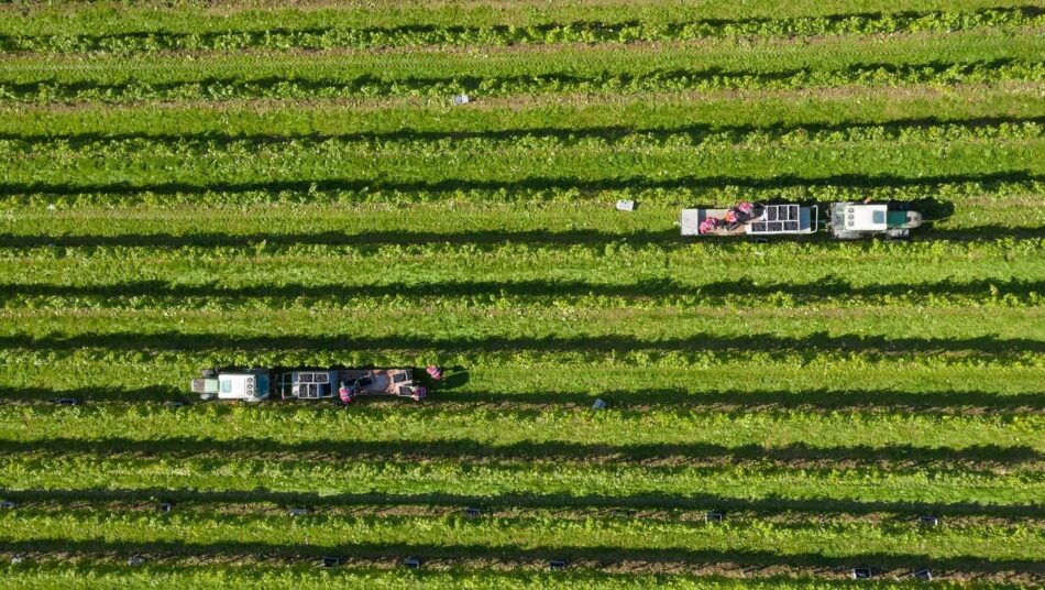 Vendemmia in anticipo record anche in Uk (ph: Facebook/Nyetimber Wines)