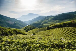 Il vino cerca una nuova rotta: pi&ugrave; gestione, territorio, equilibrio e dialogo con i giovani