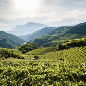 Il vino cerca una nuova rotta: pi&ugrave; gestione, territorio, equilibrio e dialogo con i giovani
