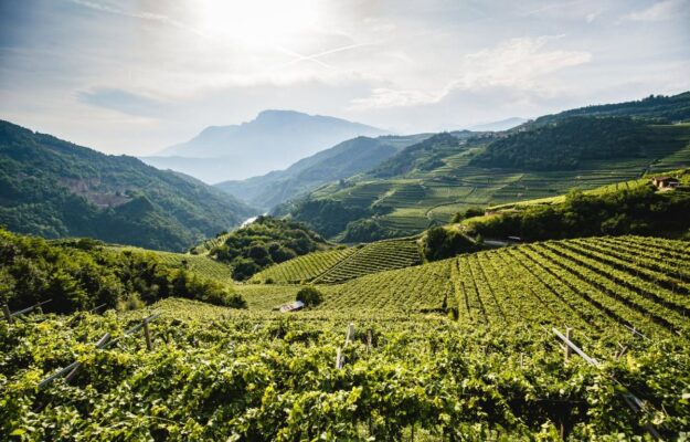 Wine looks for a new route: more management, territory, balance and dialogue with youngsters