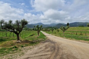 Villa Maggioni, il progetto enoico dell&rsquo;Istituto diocesano per il sostentamento del clero di Padova
