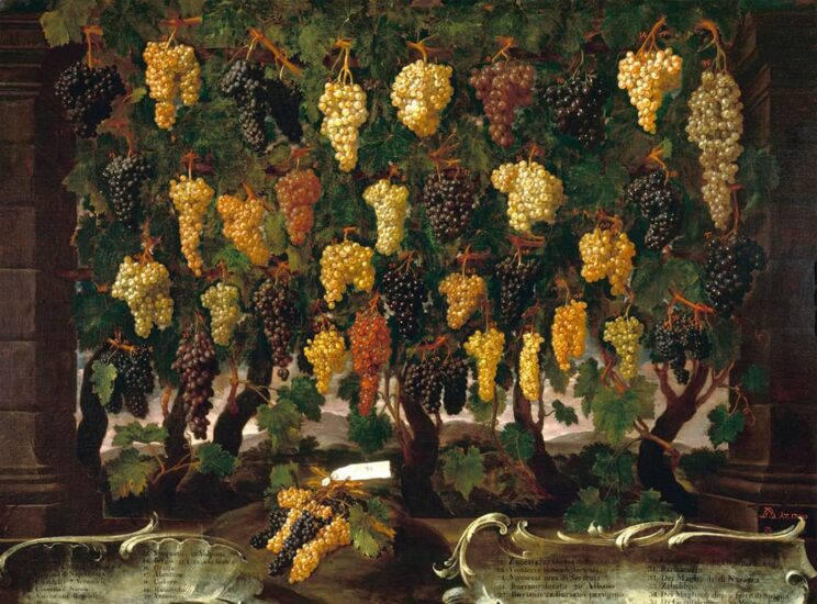 “Uva” di Bartolomeo Bimbi 