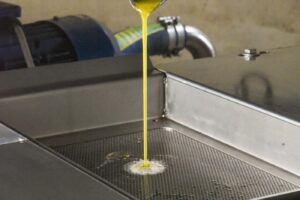 Torna la magia dell&rsquo;olio nuovo: bene Toscana e Liguria, meno olive in Puglia, proteste in Sicilia&nbsp;