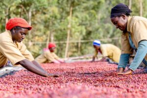 Caff&egrave;, una filiera mondiale da 34 miliardi di dollari che sostiene 25 milioni di agricoltori