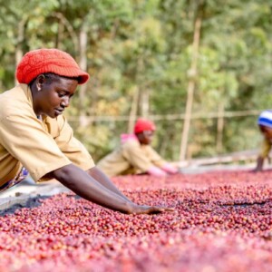Caff&egrave;, una filiera mondiale da 34 miliardi di dollari che sostiene 25 milioni di agricoltori