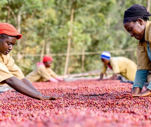 Caff&egrave;, una filiera mondiale da 34 miliardi di dollari che sostiene 25 milioni di agricoltori