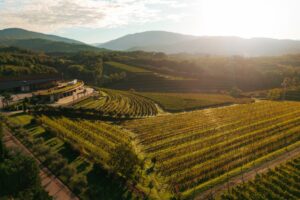 Un atto di fede nel futuro del vino: la nuova &ldquo;Cantina Viva&rdquo; by Zorzettig, in Friuli