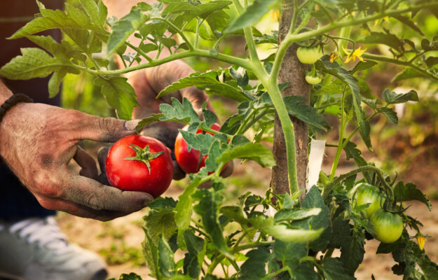 AGRICOLTURA, BRACCIANTI, CAPORALATO, EURISPES, EVASIONE FISCALE, IRREGOLARI, Non Solo Vino