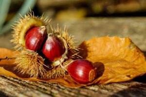 Castagne, raccolta al via: il clima sfavorevole pesa sulla produzione (-25%), ma la qualit&agrave; &egrave; alta