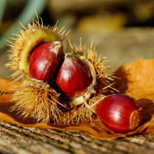 Castagne, raccolta al via: il clima sfavorevole pesa sulla produzione (-25%), ma la qualit&agrave; &egrave; alta