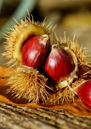 Castagne, raccolta al via: il clima sfavorevole pesa sulla produzione (-25%), ma la qualit&agrave; &egrave; alta