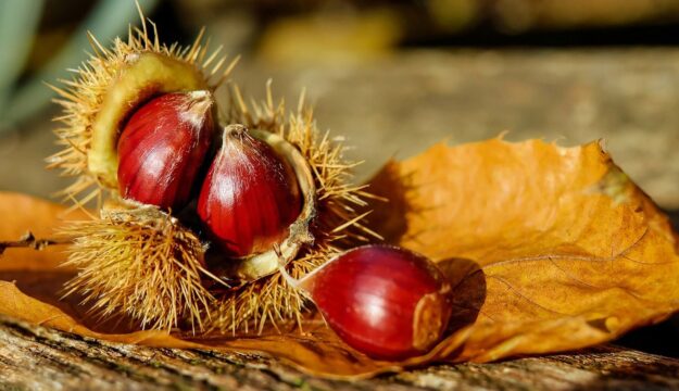 Castagne, raccolta al via: il clima sfavorevole pesa sulla produzione (-25%), ma la qualit&agrave; &egrave; alta