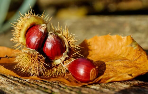 CASTAGNE, CASTAGNETI, CASTAGNI, Coldiretti, Non Solo Vino