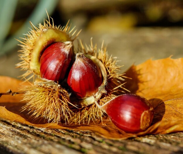 Castagne, raccolta al via: il clima sfavorevole pesa sulla produzione (-25%), ma la qualit&agrave; &egrave; alta