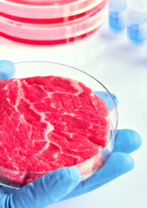 L&rsquo;Universit&agrave; Cattolica &ldquo;boccia&rdquo; latte sintetico e carne coltivata: hanno rese basse e costi elevati