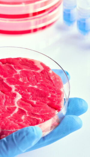 L&rsquo;Universit&agrave; Cattolica &ldquo;boccia&rdquo; latte sintetico e carne coltivata: hanno rese basse e costi elevati
